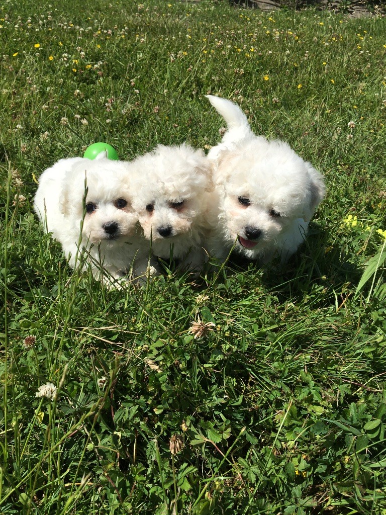 du Domaine des Trolls - Chiots disponibles - Bichon Frise