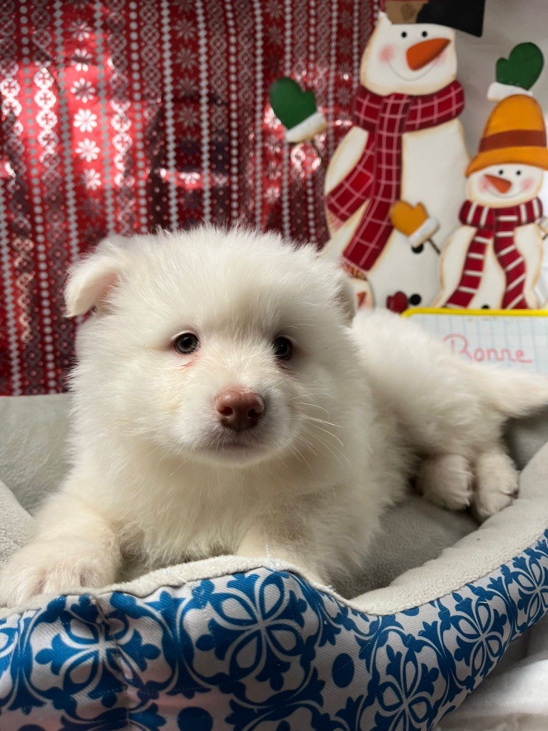 du Domaine des Trolls - Chiots disponibles - Chien finnois de Laponie