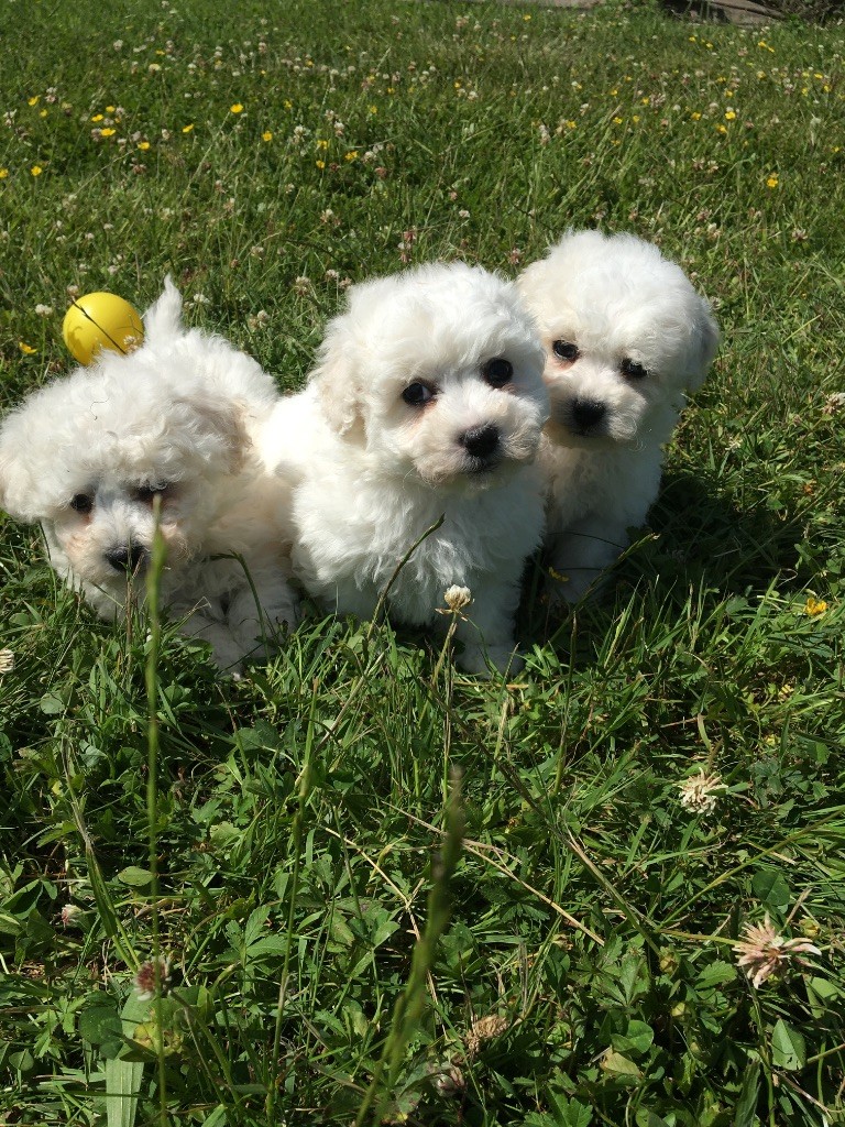 du Domaine des Trolls - Chiots disponibles - Bichon Frise