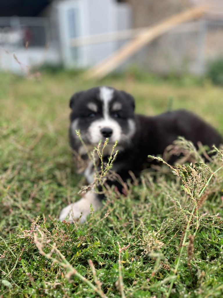 du Domaine des Trolls - Chiots disponibles - Chien finnois de Laponie