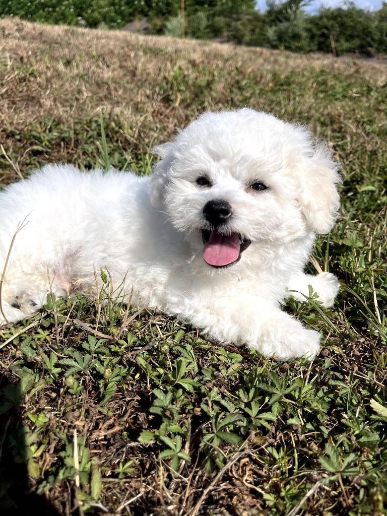 du Domaine des Trolls - Chiots disponibles - Bichon Frise