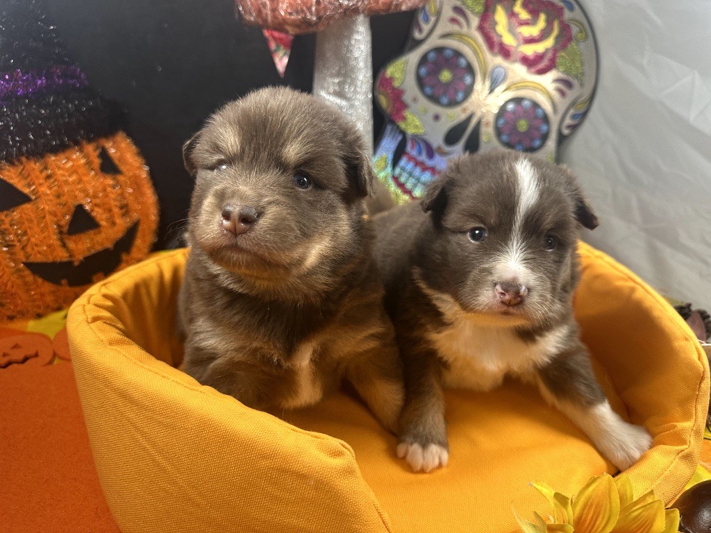 du Domaine des Trolls - Chiots disponibles - Chien finnois de Laponie