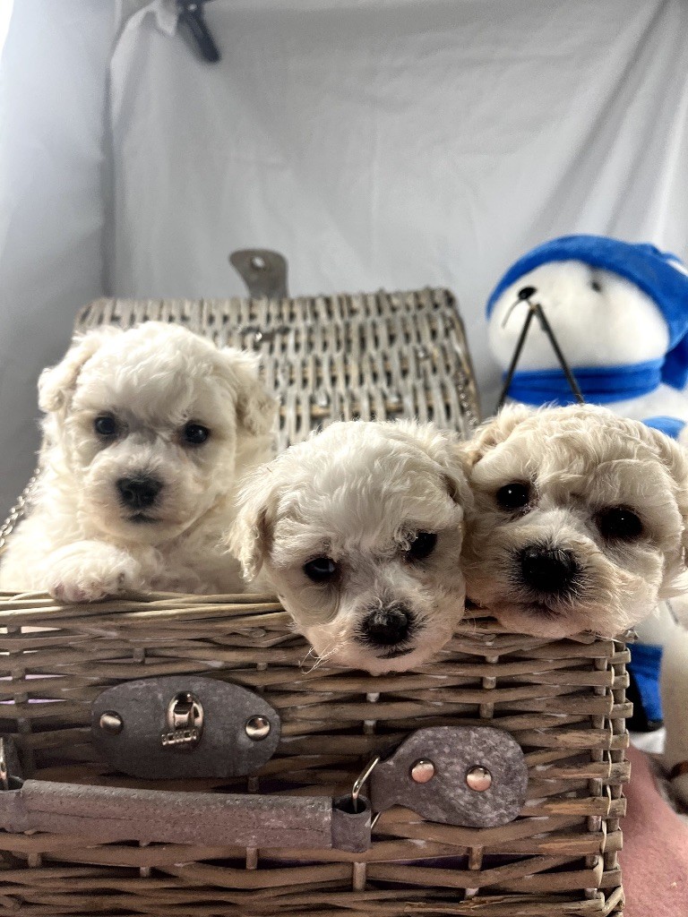 du Domaine des Trolls - Chiots disponibles - Bichon Frise