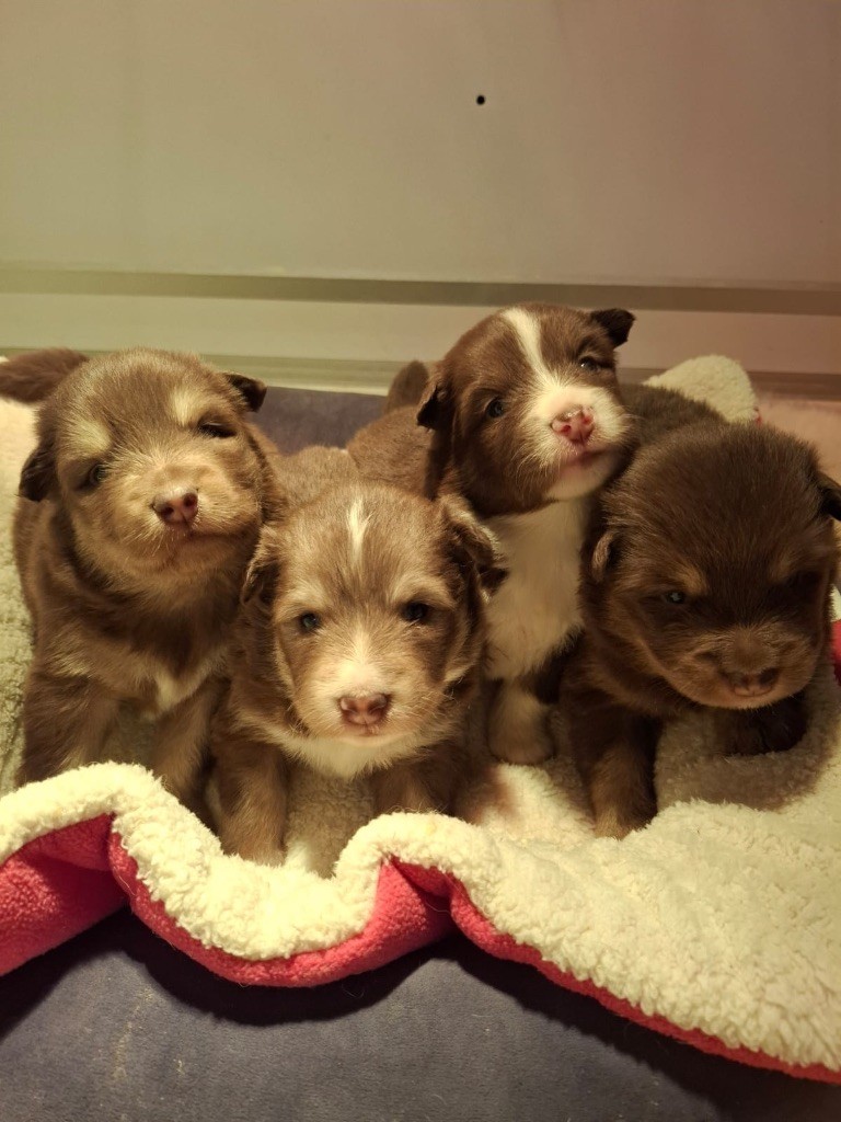 du Domaine des Trolls - Chien finnois de Laponie - Portée née le 11/10/2025