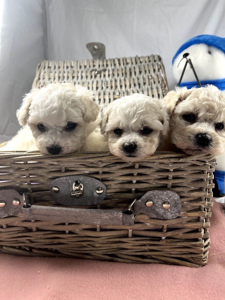 du Domaine des Trolls - Chiots disponibles - Bichon Frise