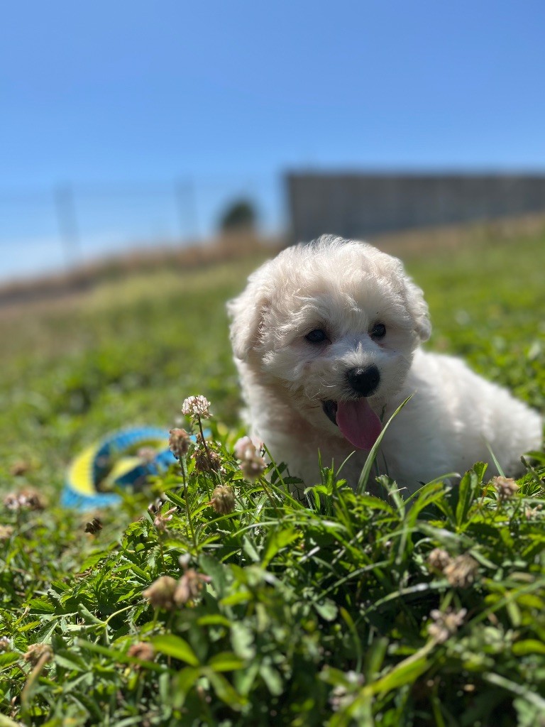 du Domaine des Trolls - Chiots disponibles - Bichon Frise