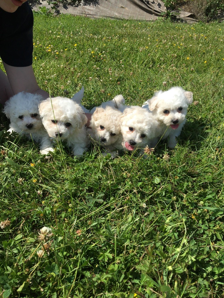 du Domaine des Trolls - Chiots disponibles - Bichon Frise