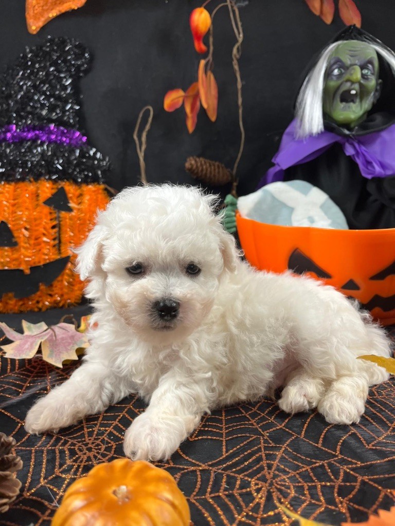 du Domaine des Trolls - Chiots disponibles - Bichon Frise