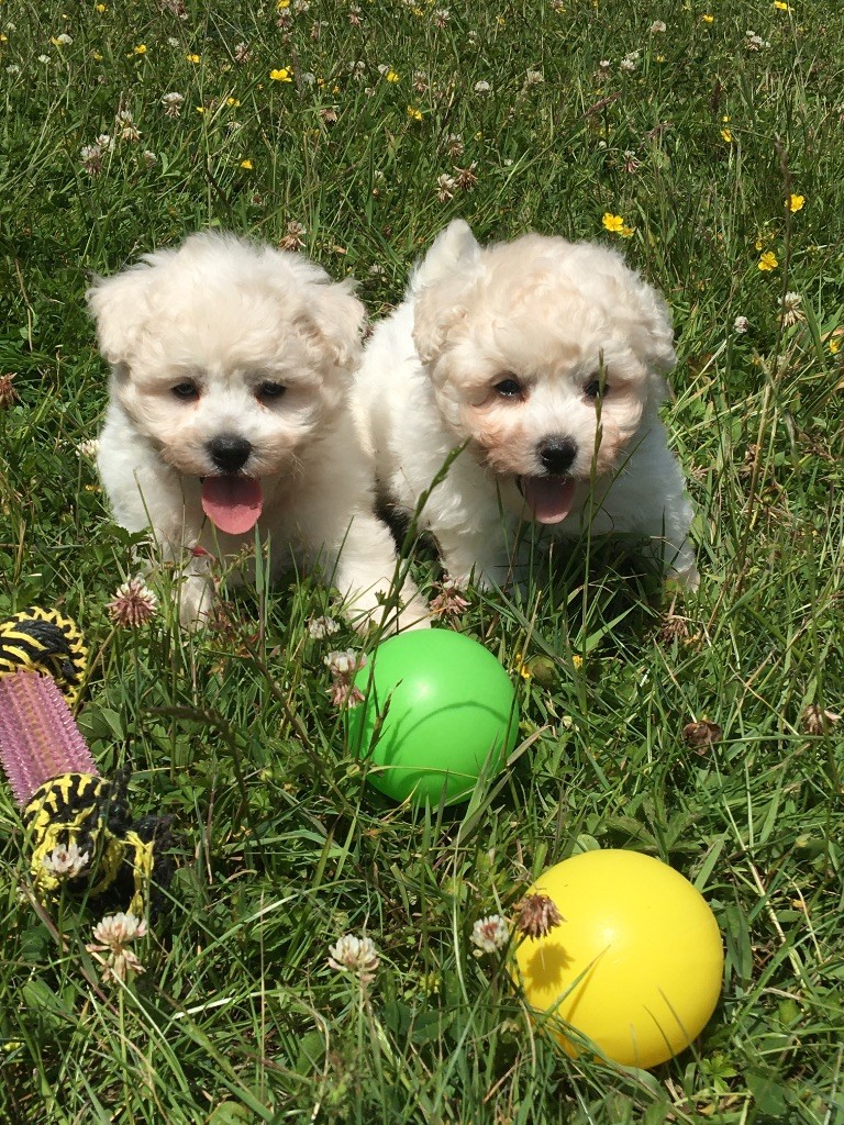 Chiot Bichon Frise du Domaine des Trolls