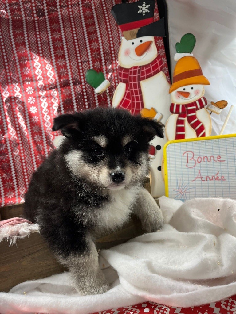 du Domaine des Trolls - Chiots disponibles - Chien finnois de Laponie